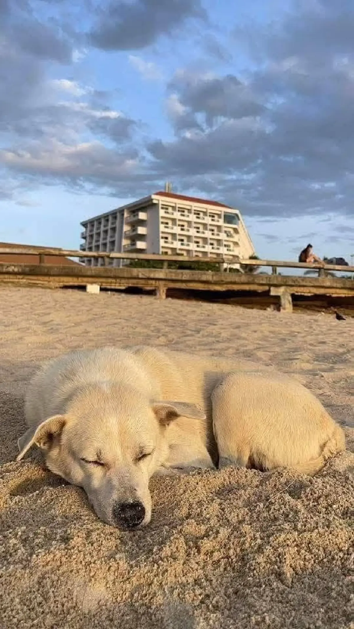 แฉสนั่น ส่งหมารักษามะเร็งคลินิกเอกชน สุดท้ายโผล่คอกพักพิงหมาจร