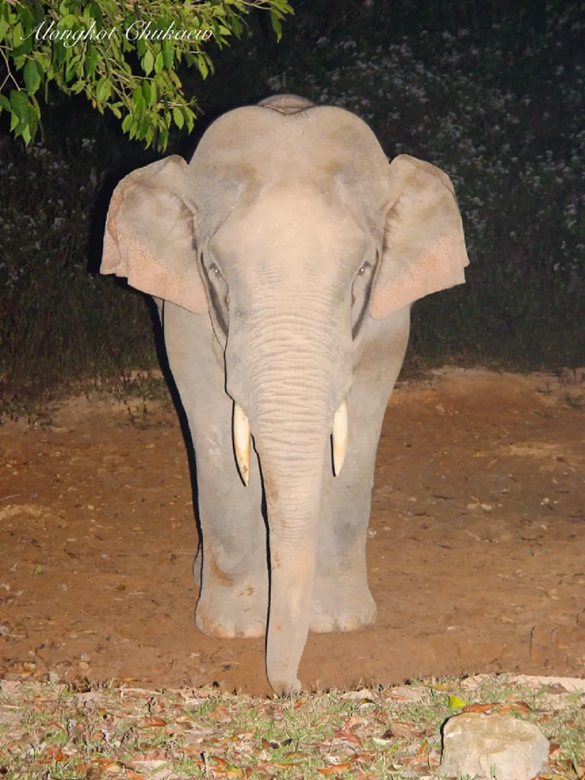 (ภาพประกอบ : เป็นช้างพลายตกมันในป่า) 