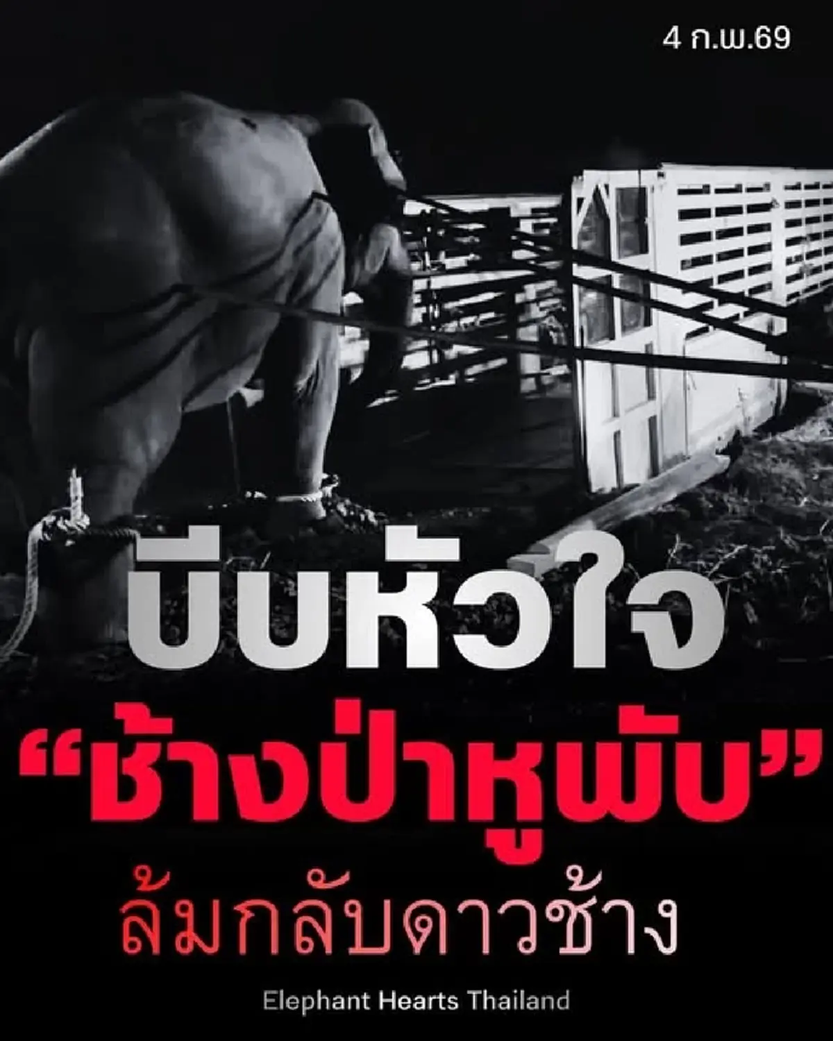 สีดอหูพับ ดับ ระหว่างเคลื่อนย้าย ภารกิจใหญ่จบลงด้วยความเศร้า