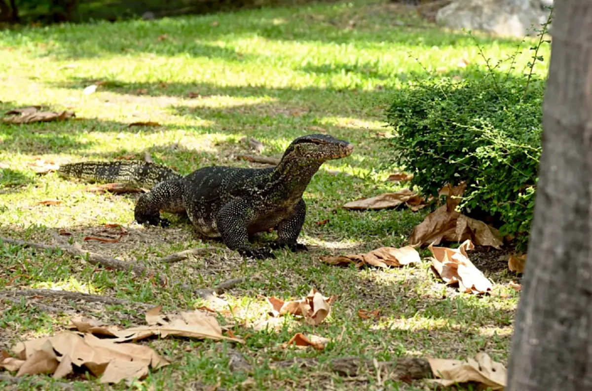 “สวนลุมพินี” รูปปั้นตัวเงินตัวทองยักษ์ จุดเช็กอินกลางกรุง