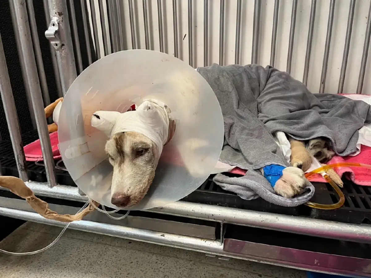 ชาวบ้านเผย ยิ่งจุกอก พฤติกรรม "เมสซี่" หลังเห็น "มอลลี่" บาดเจ็บ