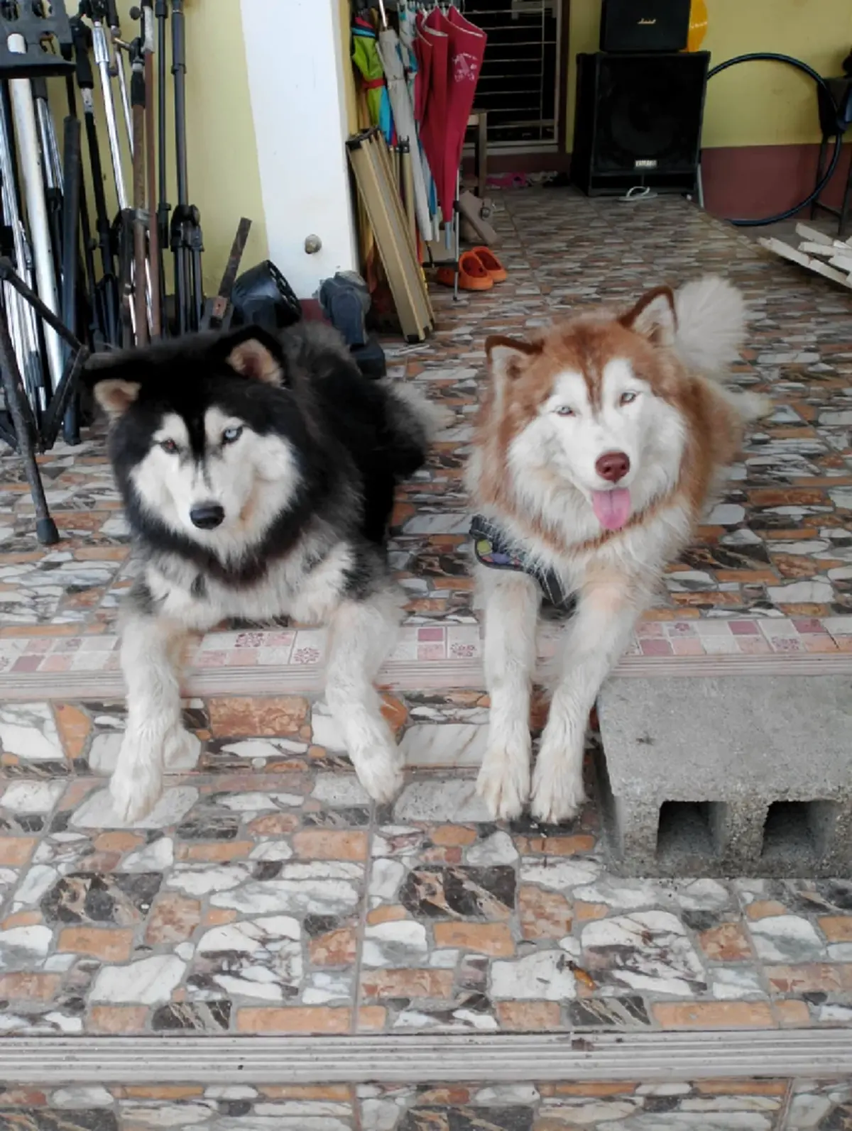 เจ้าของมอบเงินบริจาคช่วย น้องมอลลี่ ให้รพ.สัตว์ มอ. เปิดยอดชัด