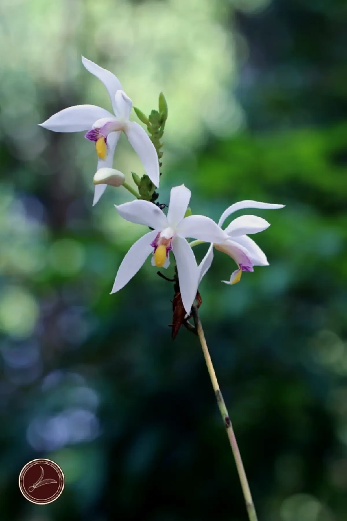 สูง 2 เมตร กล้วยไม้ดิน ยักษ์ใหญ่แห่งป่าพังงา ออกดอกสวยตลอดปี