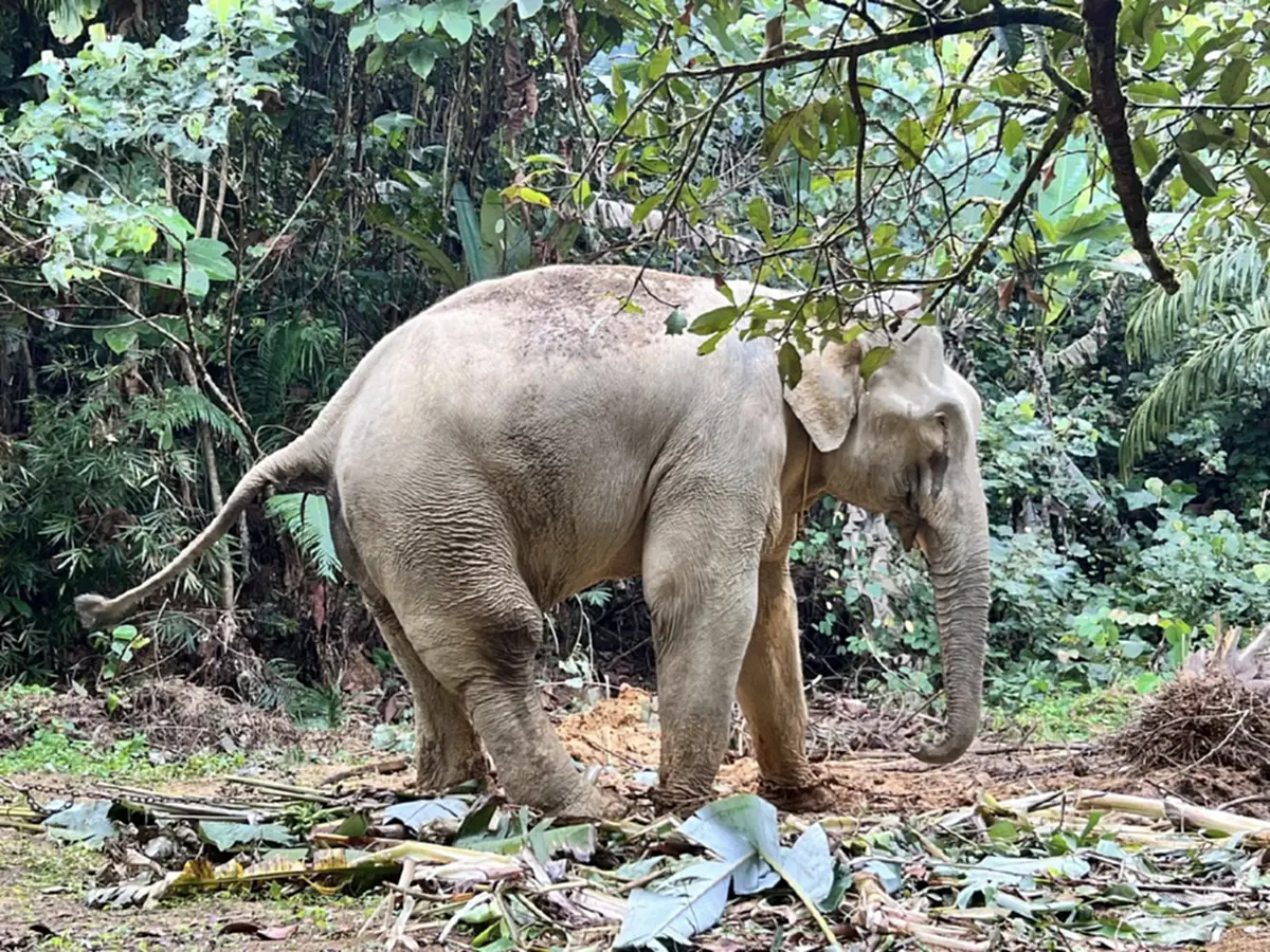 โรงพยาบาลช้างพังงา โพสต์แล้วเคส พลายเดี่ยว ช้างตกเขา