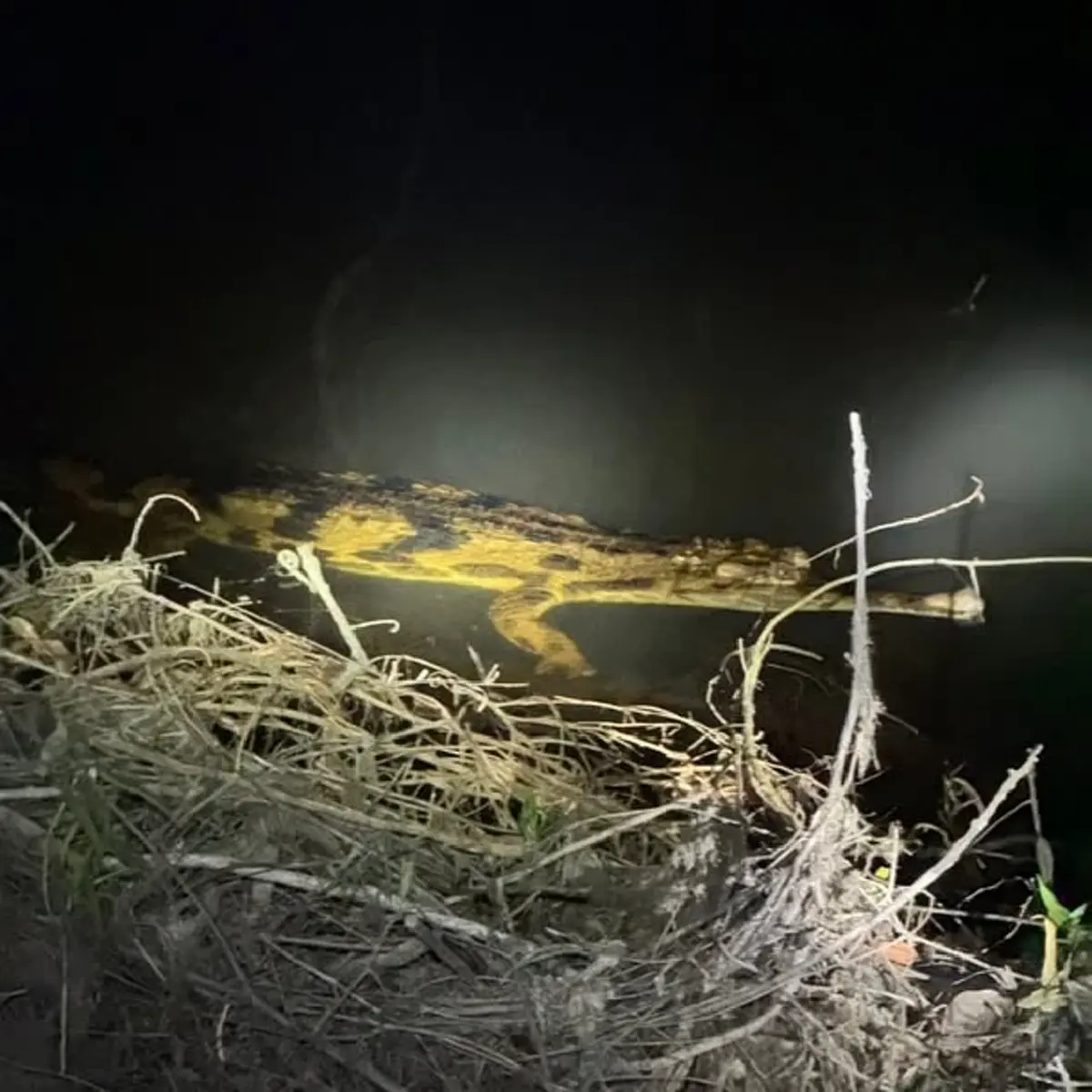 ฮือฮา มันยังไม่สูญพันธุ์ พบ ตะโขง ธรรมชาติครั้งแรกในไทย ภาพชัด