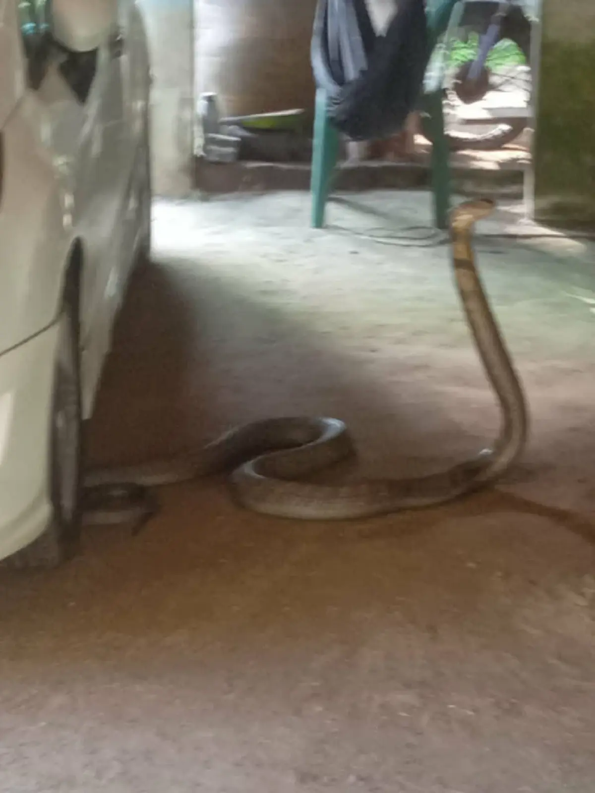 ผงะ งูจงอางยักษ์บุกบ้าน ยาวเกือบ 4 เมตร เลื้อยชูคอขู่หน้ารถ