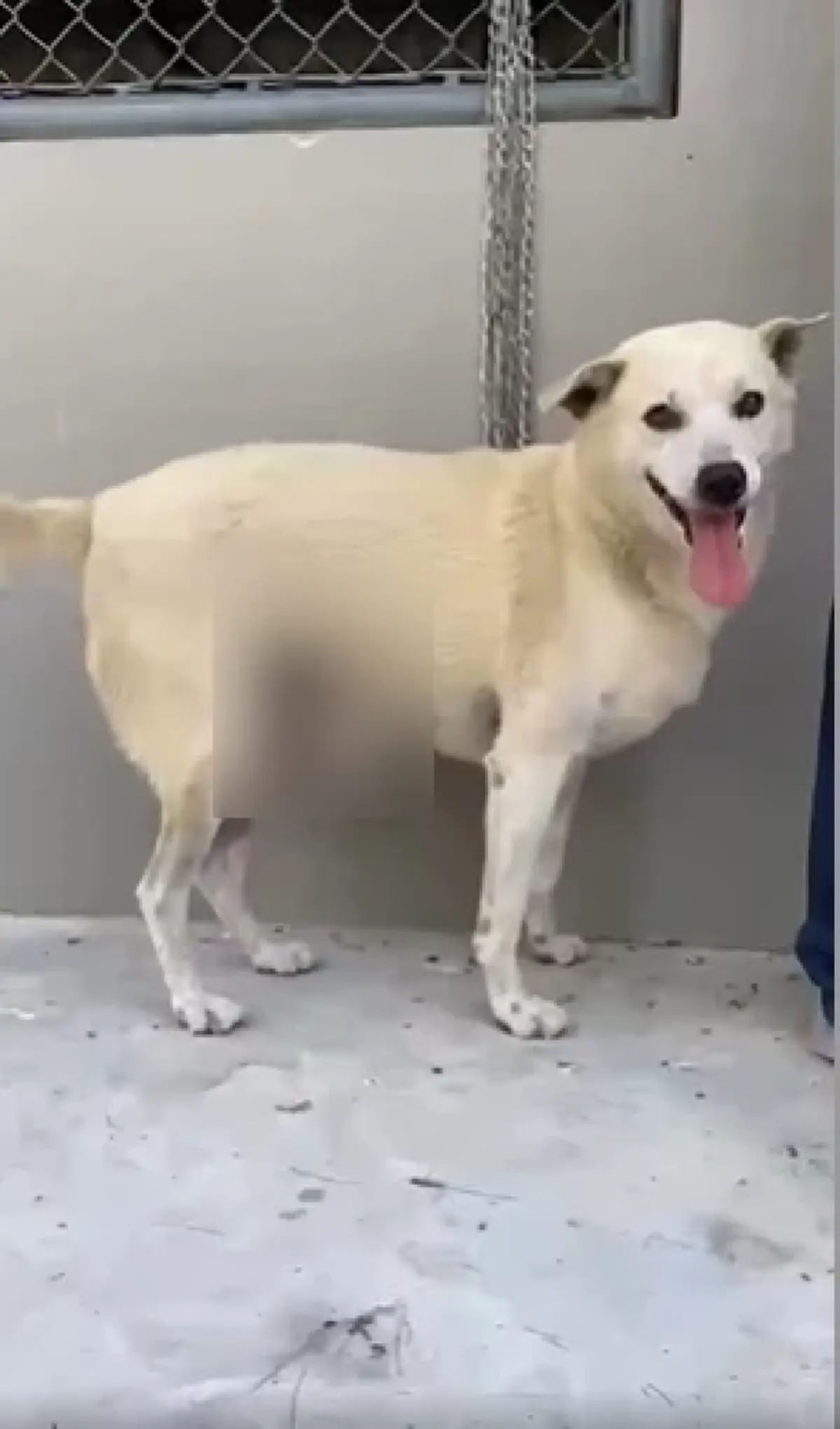 แฉสนั่น ส่งหมารักษามะเร็งคลินิกเอกชน สุดท้ายโผล่คอกพักพิงหมาจร