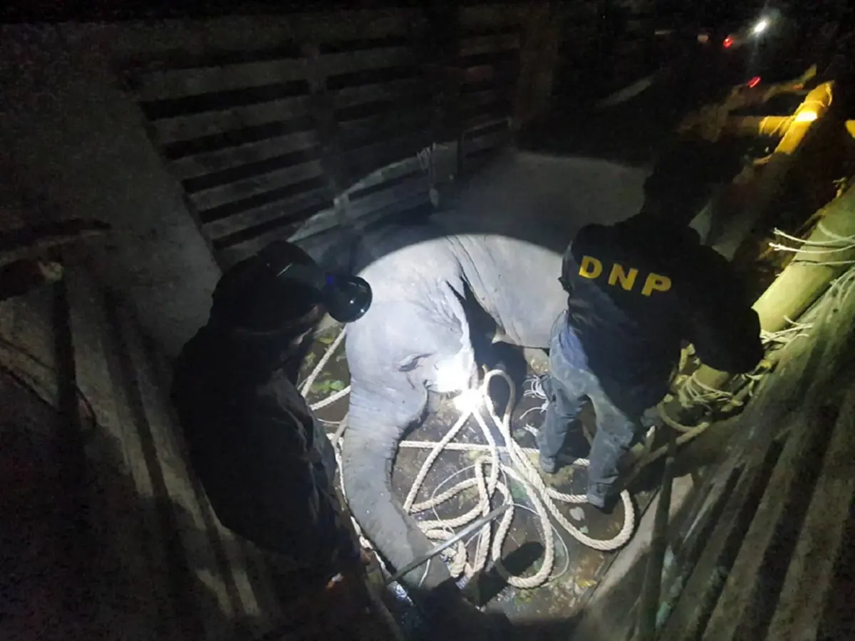 กรมอุทยานฯ แจงแล้วสาเหตุ สีดอหูพับ ล้มกะทันหันขณะเคลื่อนย้าย