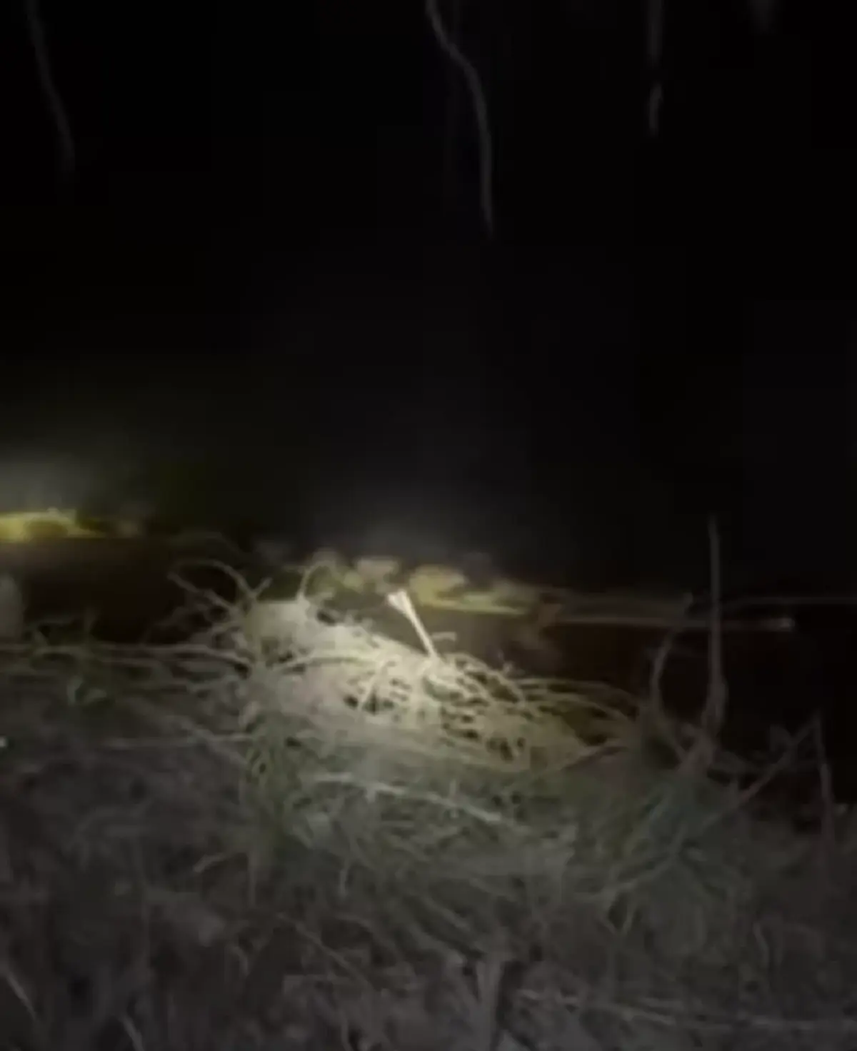 ฮือฮา มันยังไม่สูญพันธุ์ พบ ตะโขง ธรรมชาติครั้งแรกในไทย ภาพชัด