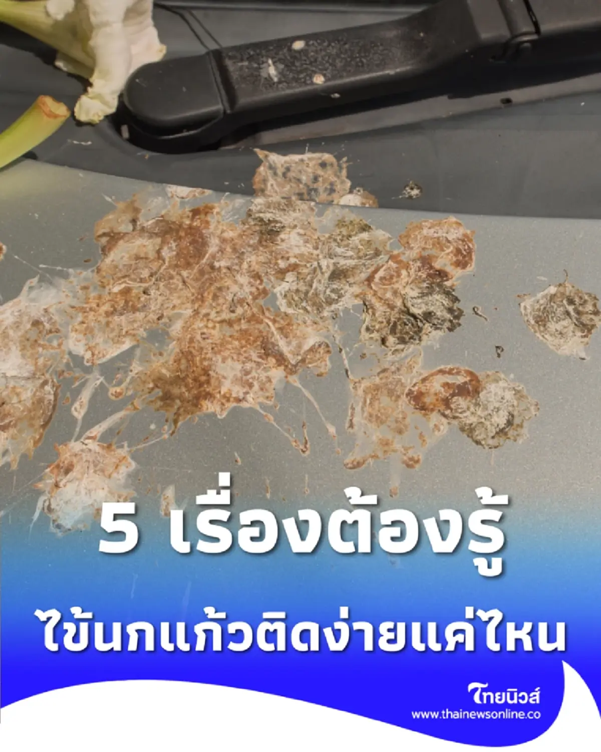 สรุป 5 เรื่องต้องรู้ โรคไข้นกแก้ว ภัยใกล้ตัวที่ป้องกันได้