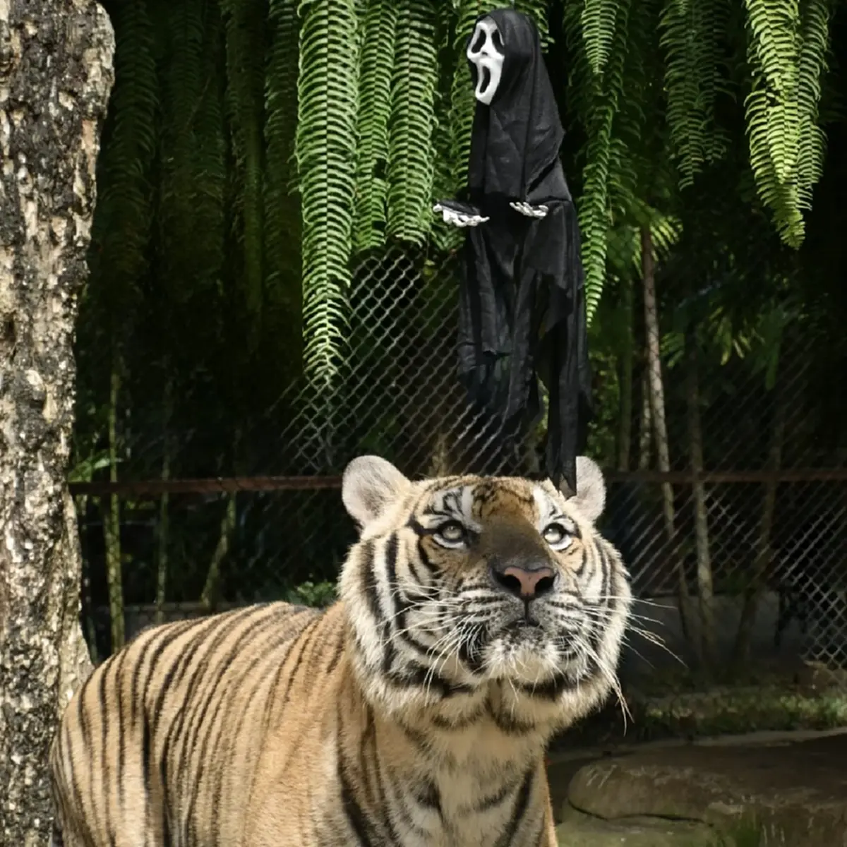 เกิดอะไรขึ้น"เสือ"ที่คุ้มดังจังหวัดเชียงใหม่ ตายกว่า 70 ตัว
