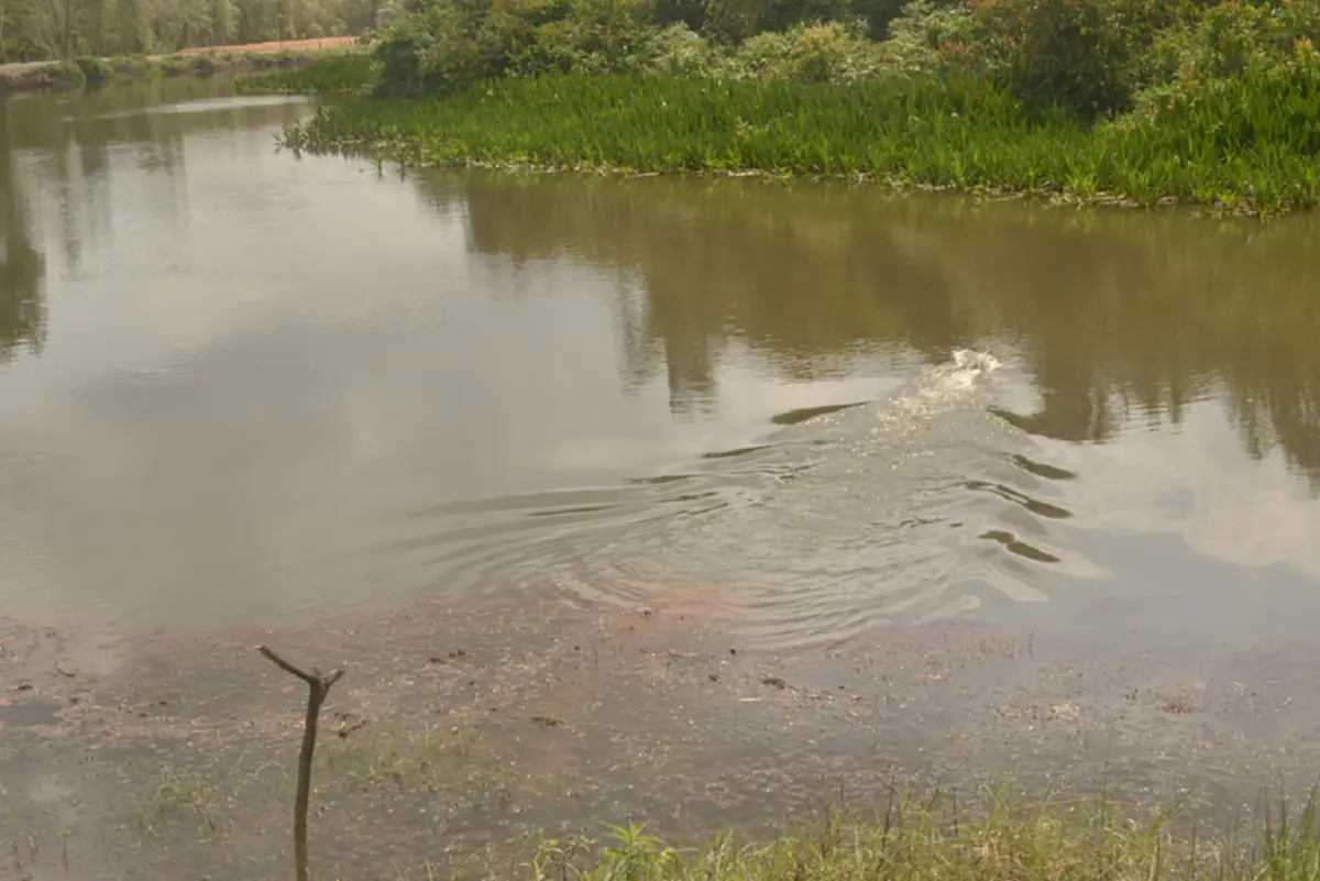 ฮือฮา มันยังไม่สูญพันธุ์ พบ ตะโขง ธรรมชาติครั้งแรกในไทย ภาพชัด