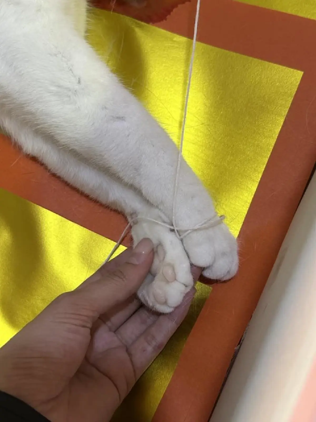 เปิดภาพสุดท้าย ส่ง ไข่ขาวลูกแมร๊ กลับดาวแมว หลับให้สบายนะลูก