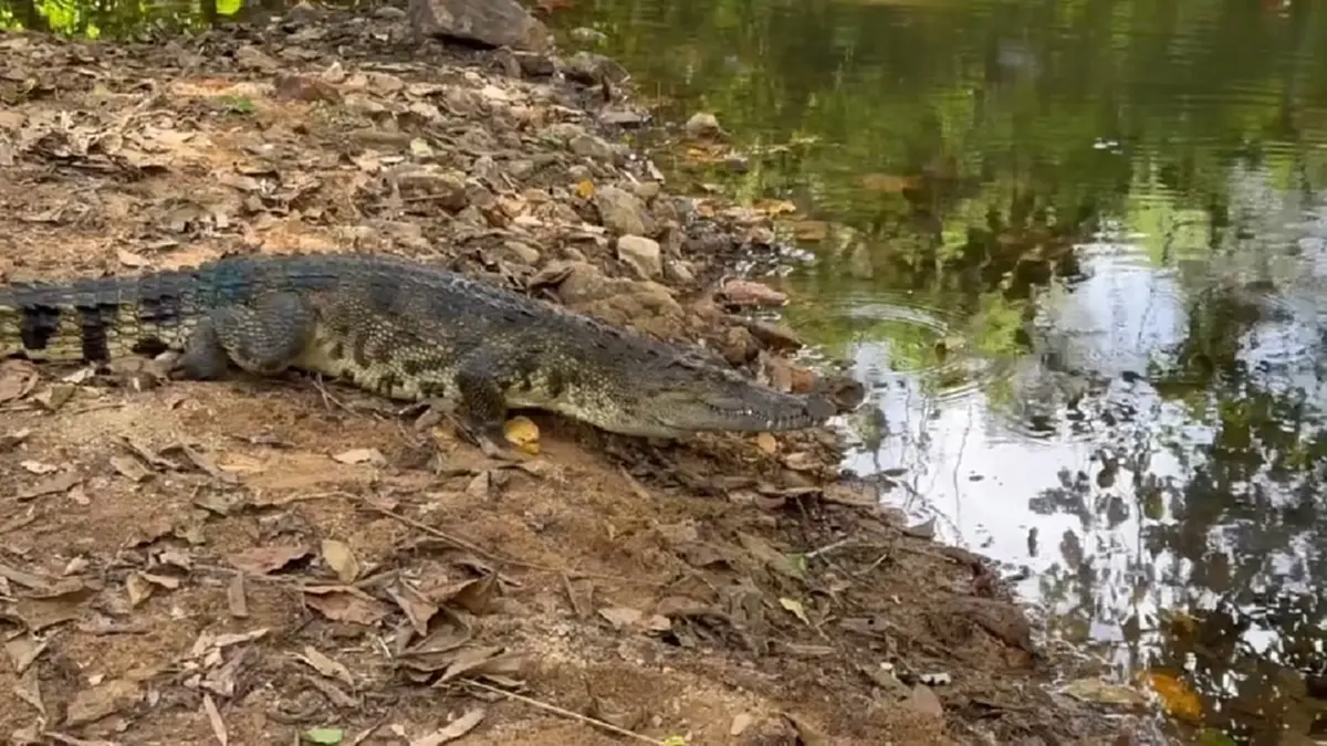 ปล่อย จระเข้น้ำจืดไทยแท้ คืนแก่งกระจาน DNA ชี้บริสุทธิ์ 100%