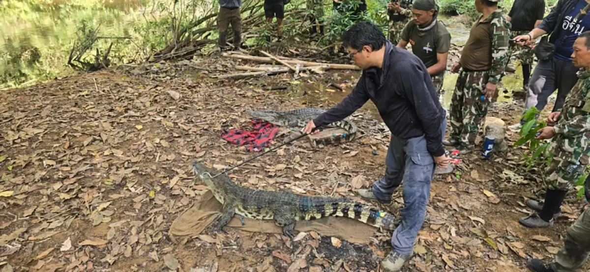 ปล่อย จระเข้น้ำจืดไทยแท้ คืนแก่งกระจาน DNA ชี้บริสุทธิ์ 100%