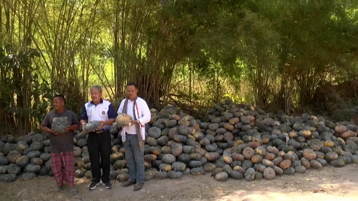 ฟักทองสกลนครราคาดิ่งหนัก เกษตรกรโอดหนัก วอนเร่งหาทางออก