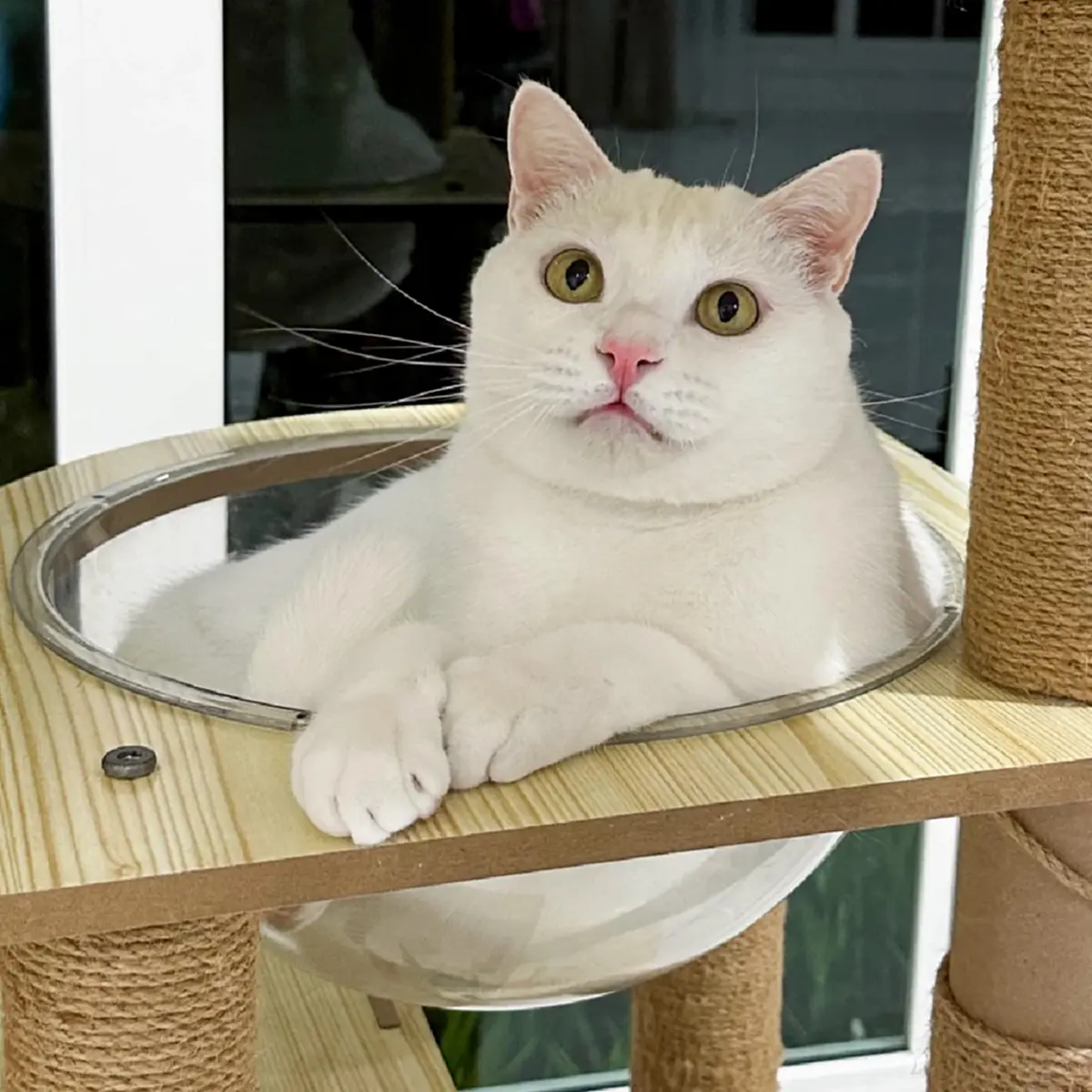 คลิปนาทีสูญเสีย ไข่ขาวลูกแมร๊ ใจสลาย อยากให้เป็นแค่ฝัน