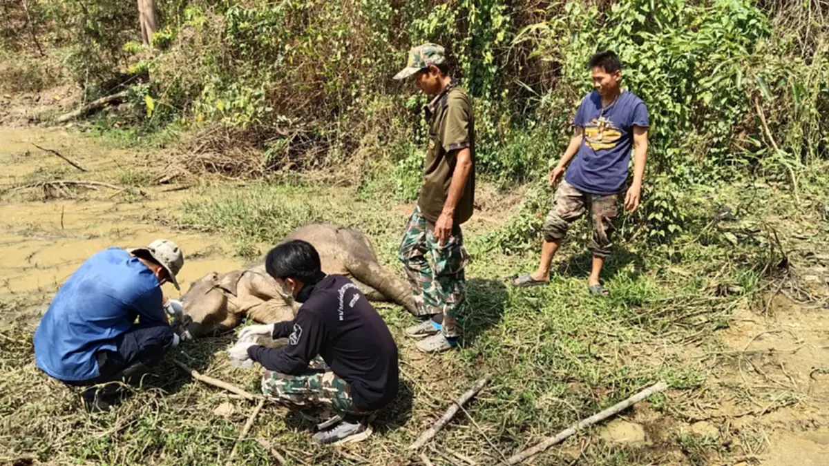 สลดหนัก ลูกช้างป่าติดบ่วงมรณะ กับดักคนคร่า 1 ชีวิตกำลังเติบโต