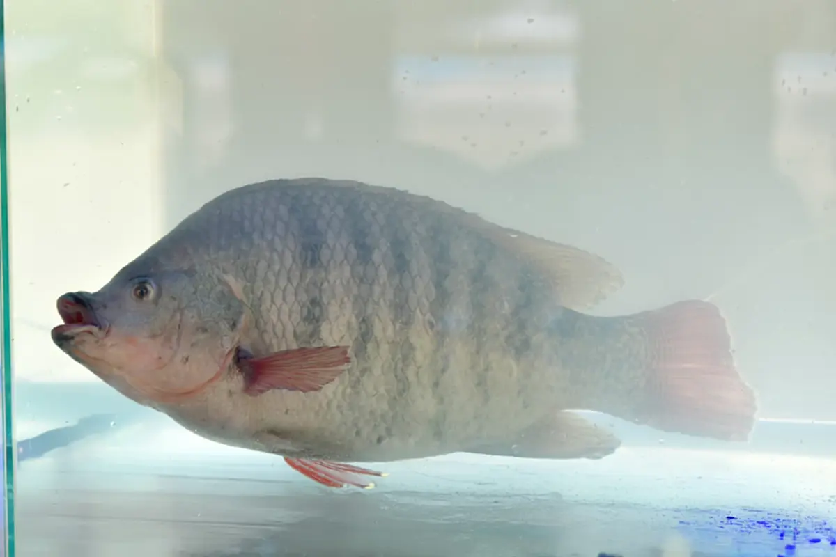 ชาวยะลาเฮ! "ปลานิลสายน้ำไหลเบตง" ได้รับ GI รายการที่ 6 ของจังหวัด