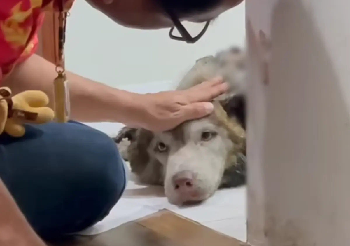 เจ้าของเศร้า ไซบีเรียนหายออกจากบ้าน ตามเจอเห็นสภาพแทบล้มทั้งยืน