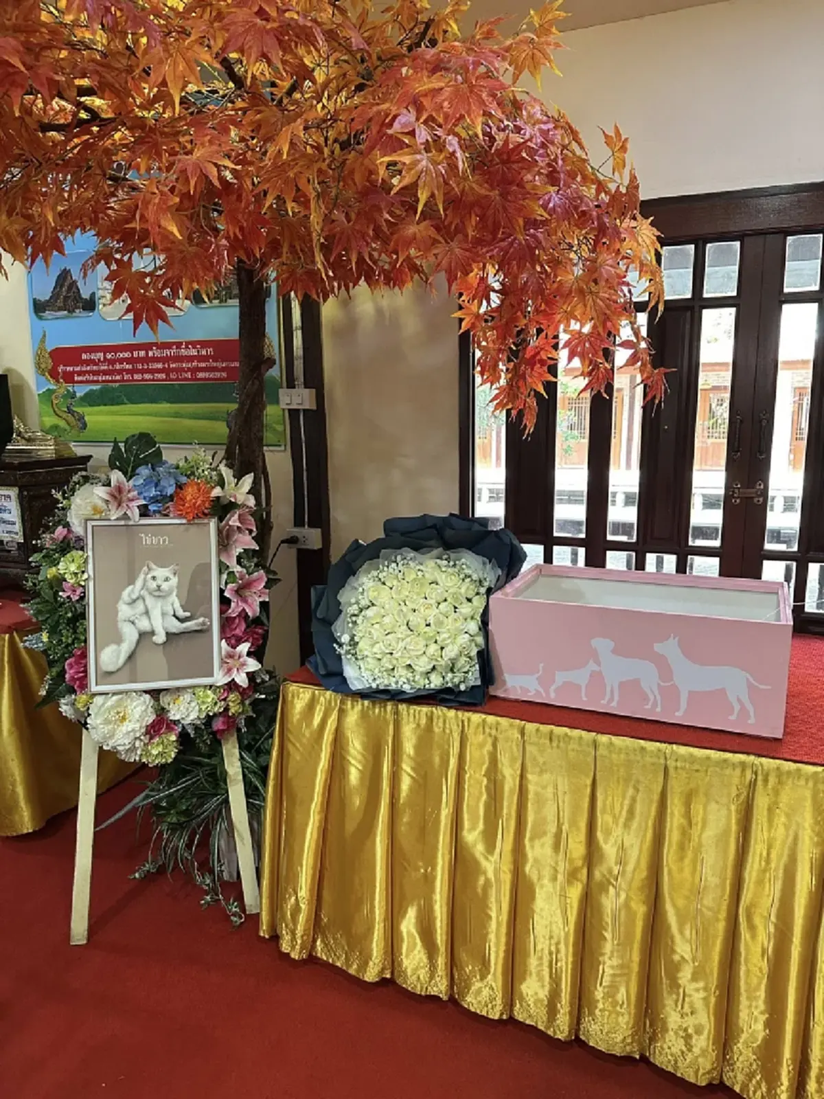 เปิดภาพสุดท้าย ส่ง ไข่ขาวลูกแมร๊ กลับดาวแมว หลับให้สบายนะลูก