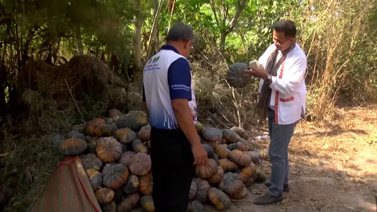 ฟักทองสกลนครราคาดิ่งหนัก เกษตรกรโอดหนัก วอนเร่งหาทางออก