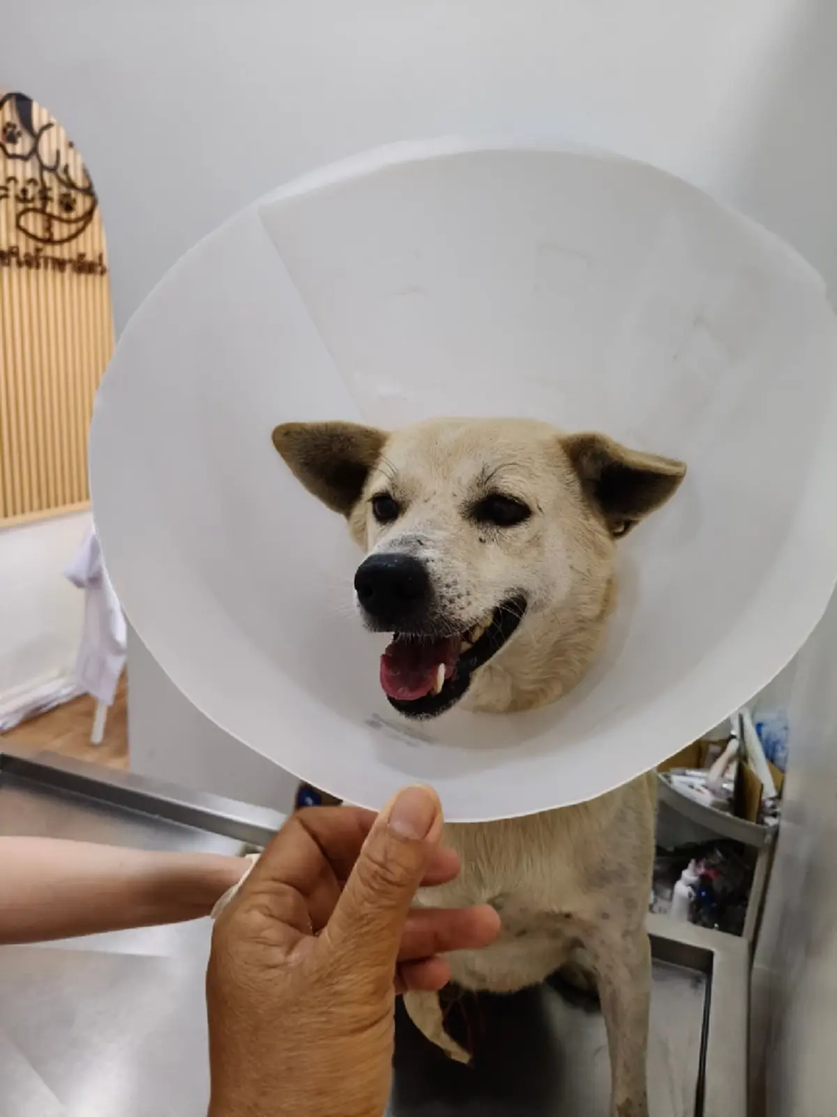 แฉสนั่น ส่งหมารักษามะเร็งคลินิกเอกชน สุดท้ายโผล่คอกพักพิงหมาจร