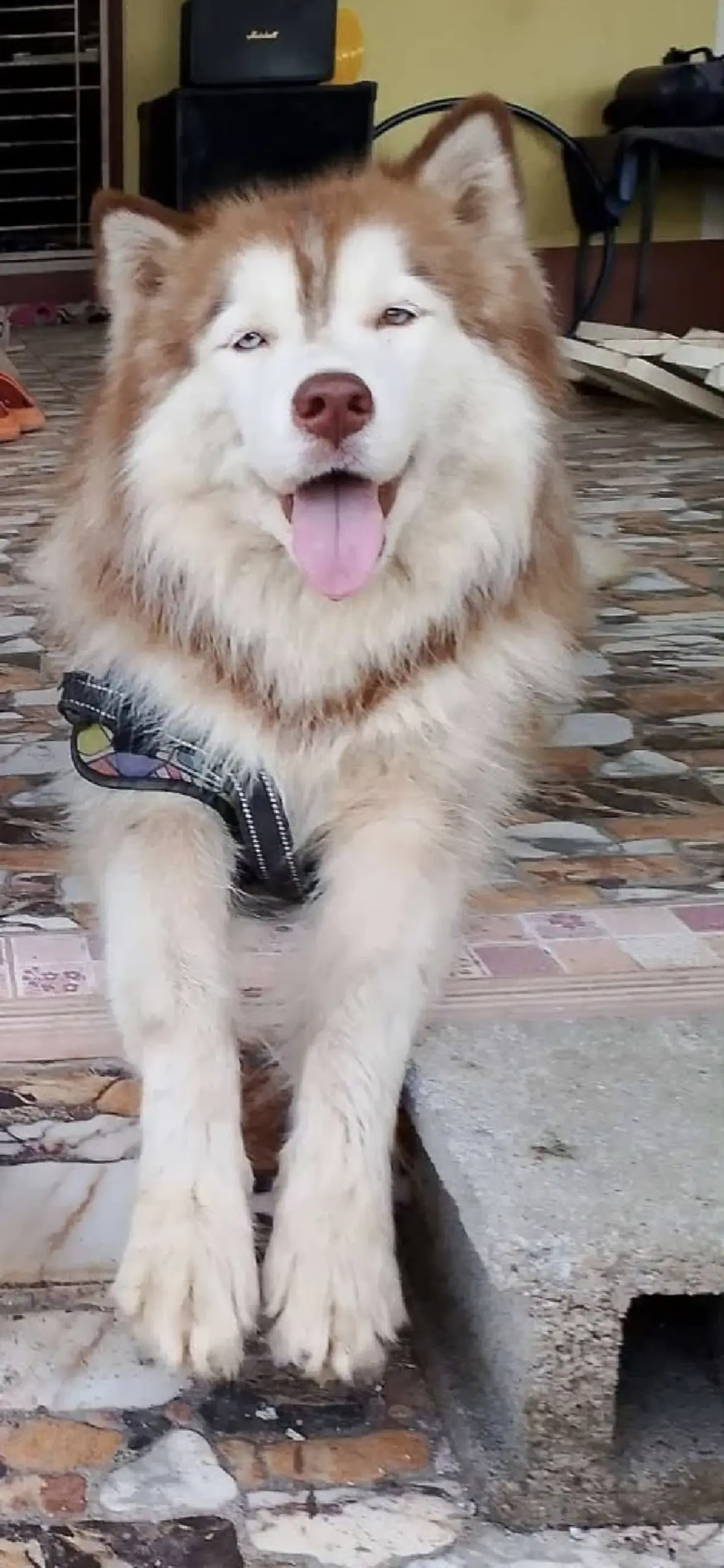 เจ้าของแจกแจงยอดเงินทั้งหมด เงินบริจาค ค่ารักษา มอลลี่