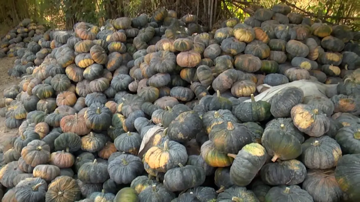 ฟักทองสกลนครราคาดิ่งหนัก เกษตรกรโอดหนัก วอนเร่งหาทางออก