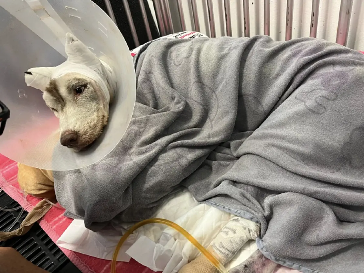 สุดสงสารอาการ มอลลี่ ก่อนกลับดาว "สัตวแพทย์" เผยสาเหตุสุดยื้อ