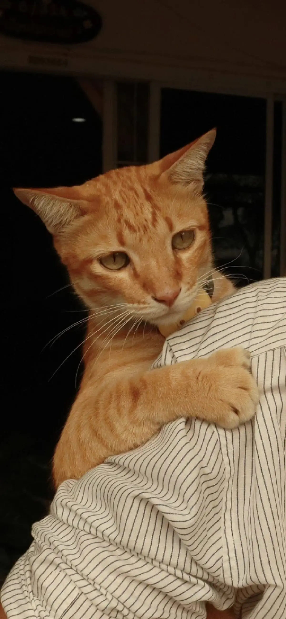 เจ้าของประกาศตามหา "ถุงทอง" ทุ่มรางวัล 1 แสน ขอให้พาน้องกลับบ้าน