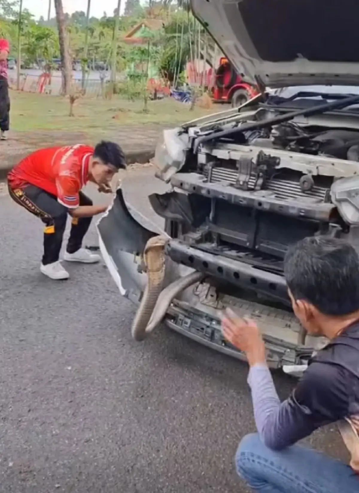 ส่องทะเบียนรถ งูจงอาง ชูคอแผ่แม่เบี้ยหราหน้ารถ 4 ชม. กว่าจะจับได้