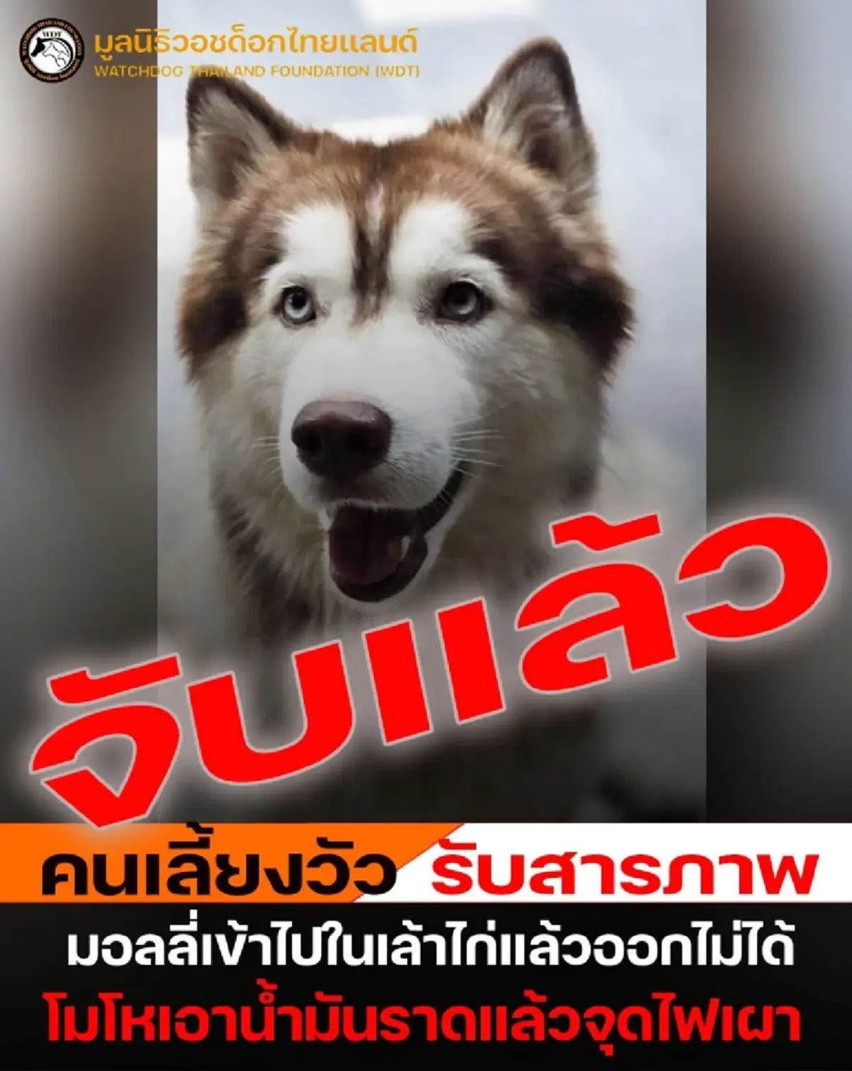 สารภาพแล้ว สาเหตุทำร้าย น้องมอลลี่ สุนัขพันธุ์ไซบีเรียนฮัสกี