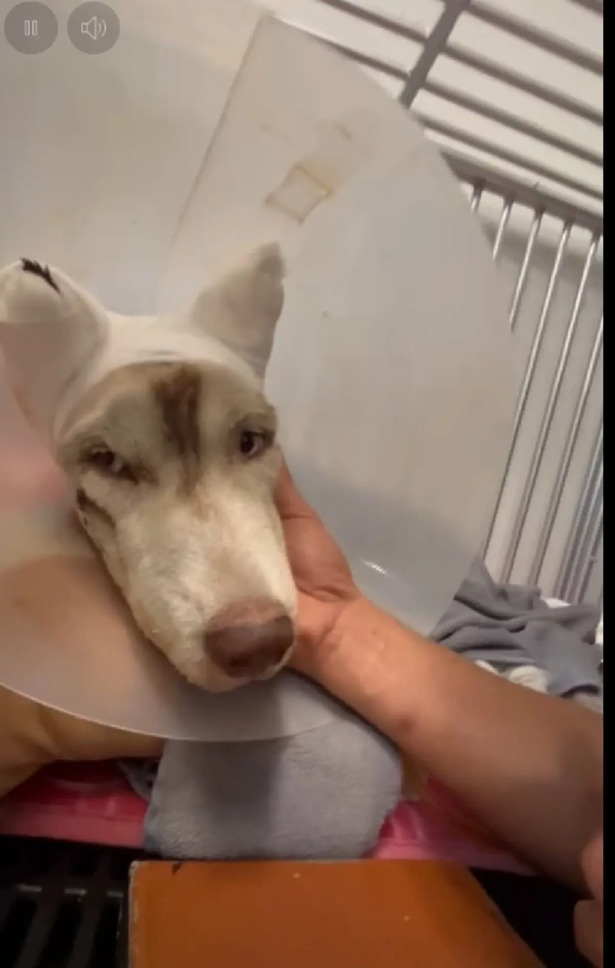 รู้ตัวผู้ต้องสงสัยแล้ว คนทำร้าย "มอลลี่" อาการล่าสุดยังน่าห่วง