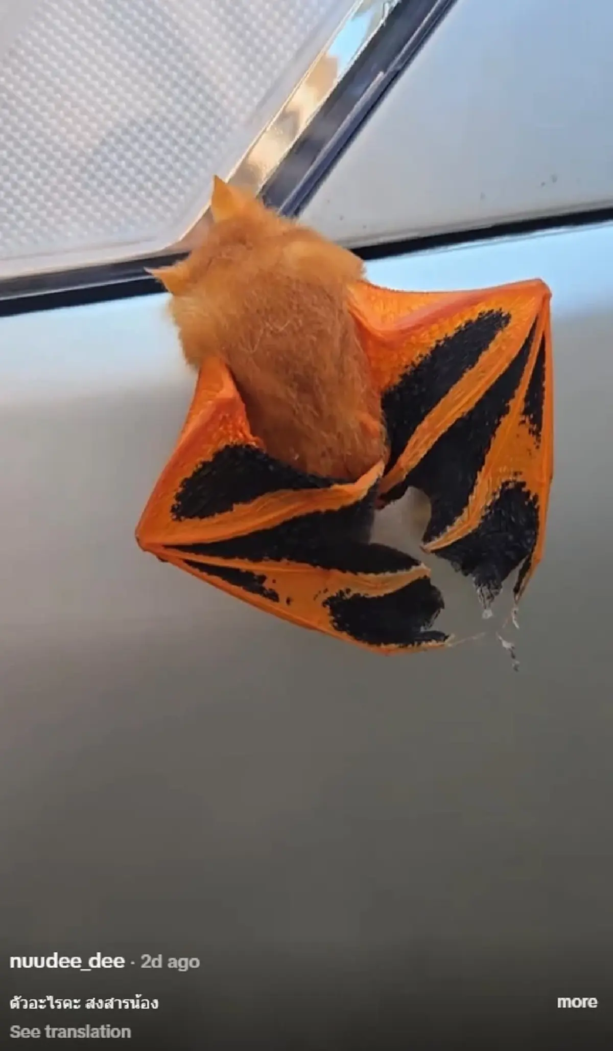 ส่องทะเบียนรถ สาวตกใจคิดว่าใบไม้ ดูใกล้ๆ เป็นสัตว์ใกล้สูญพันธุ์