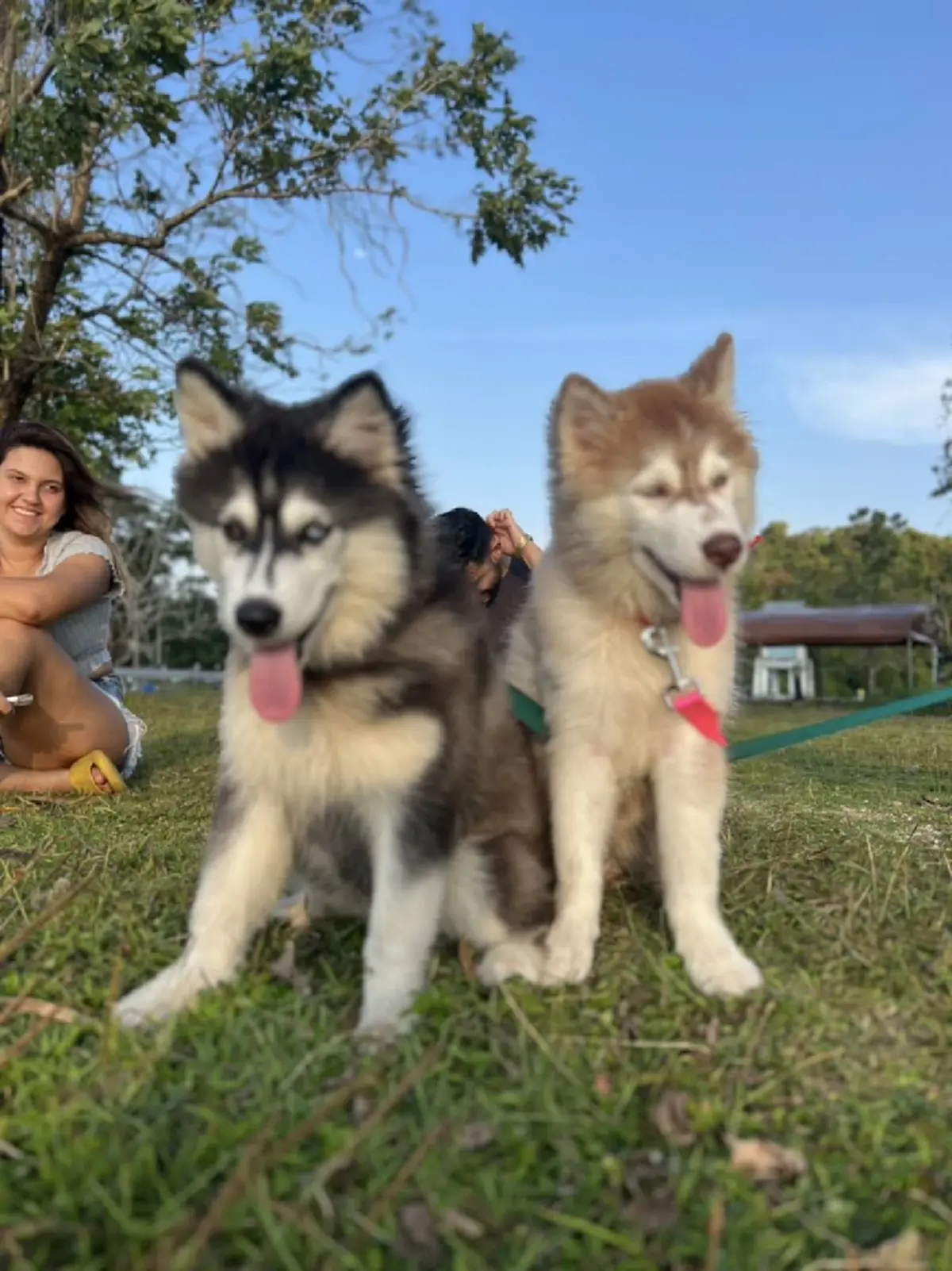 เจ้าของเก่า "มอลลี่" หัวใจสลาย เศร้าข่าวร้าย สุดห่วงคู่หูตรอมใจ