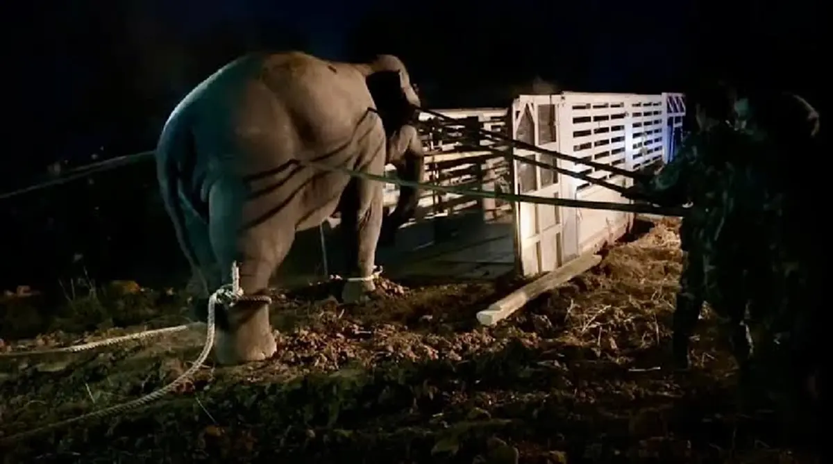 เพจดัง เปิด ตรง ๆ 9ข้อ เรื่อง ช้างสีดอหูพับ ทำคนแชร์สนั่น โซเชียล 