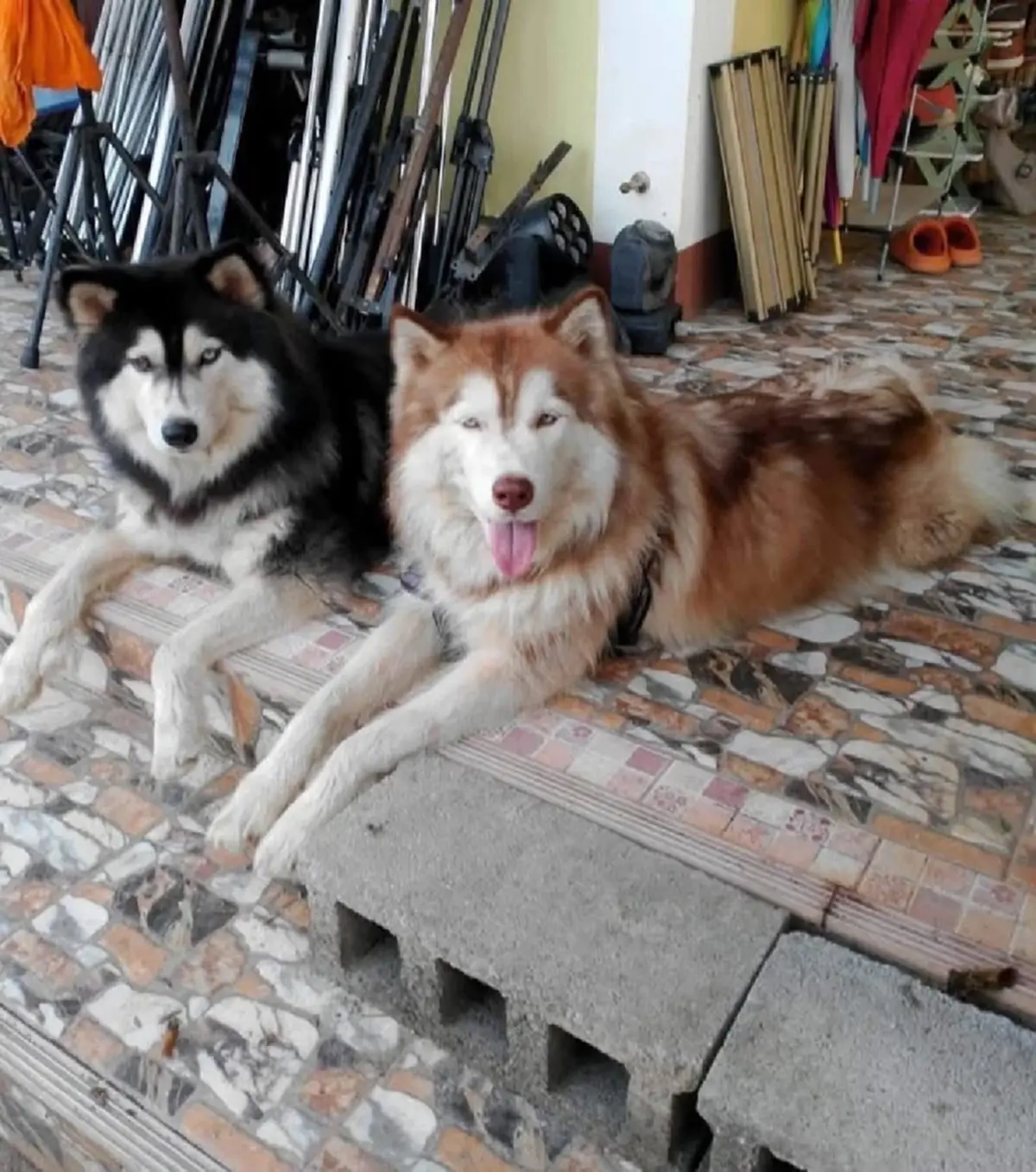 ชาวบ้านเผย ยิ่งจุกอก พฤติกรรม "เมสซี่" หลังเห็น "มอลลี่" บาดเจ็บ