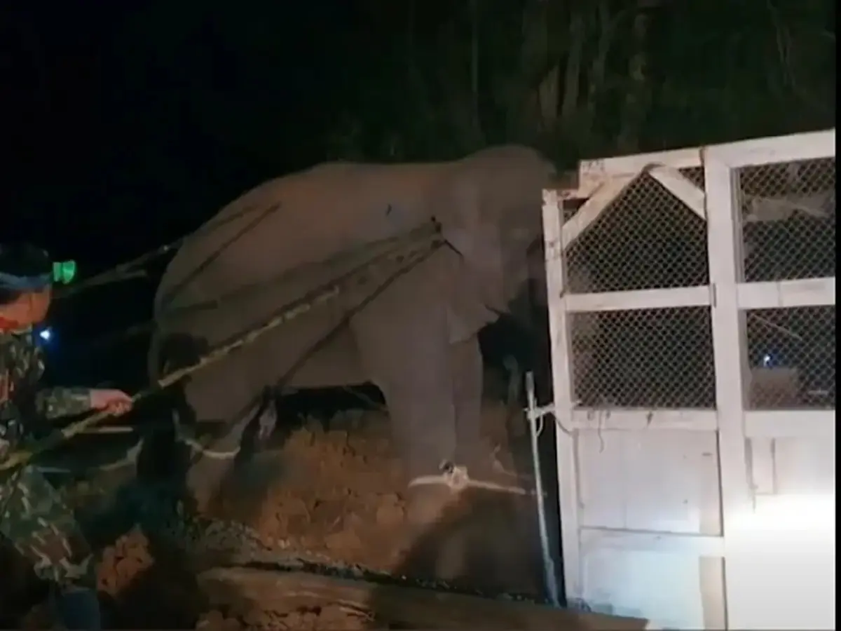 บีบหัวใจ "นักวิจัยช้างป่า" เผยความรู้สึก หลังสูญเสีย "หูพับ"