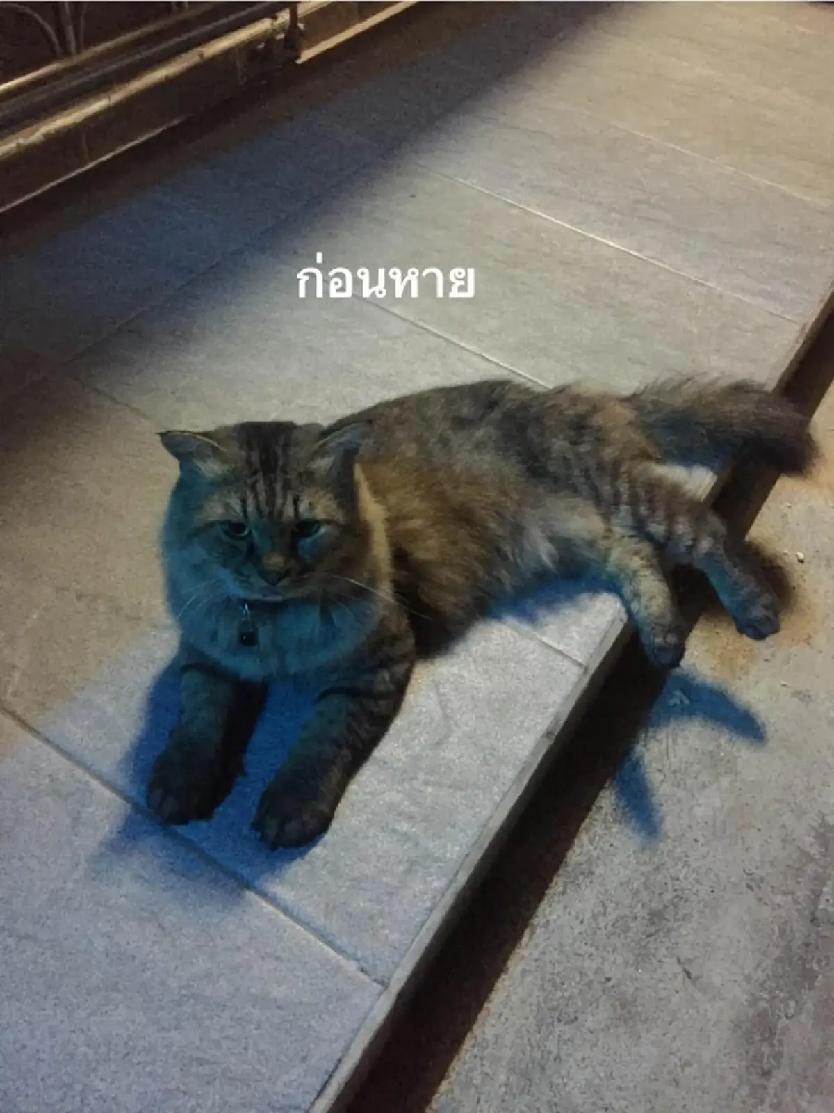 ปาฏิหาริย์ แมวหาย 3 ปี อยู่ ๆ กลับบ้าน เห็นสภาพ ยิ่งน่าเหลือเชื่อ 