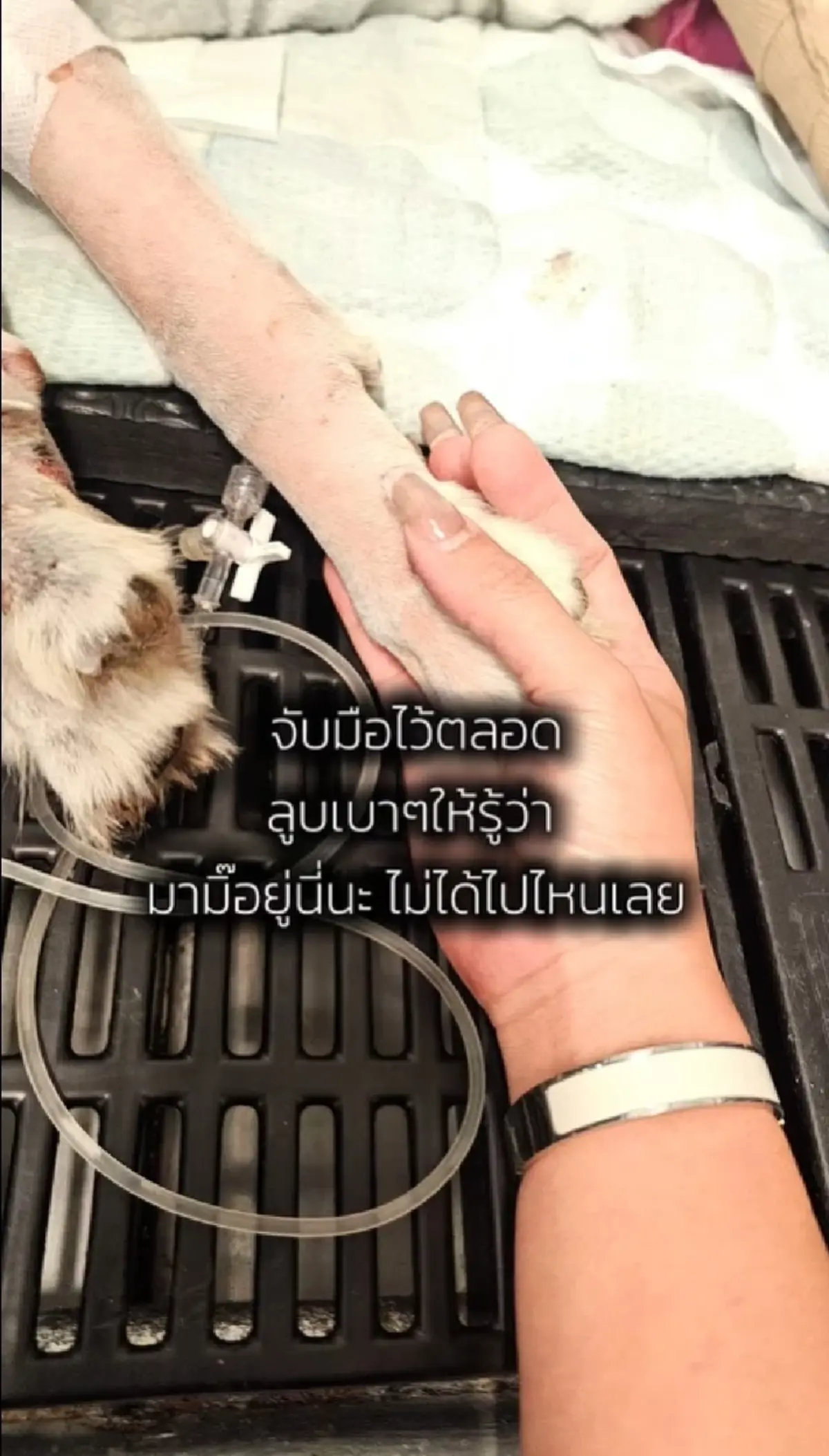 เจ้าของเก่า "มอลลี่" หัวใจสลาย เศร้าข่าวร้าย สุดห่วงคู่หูตรอมใจ