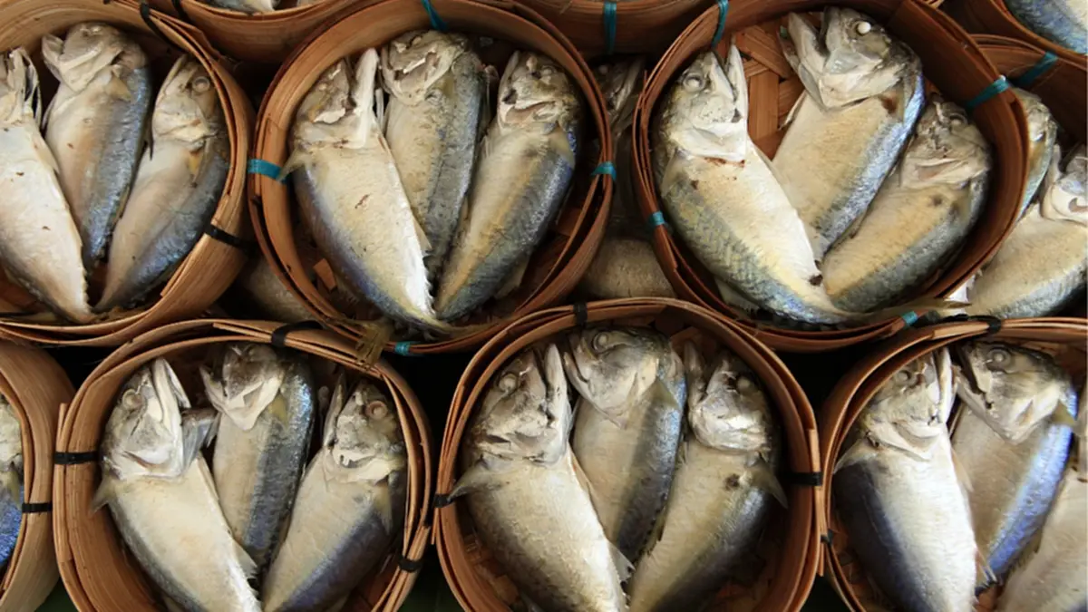  เปิดเคล็ดลับ “ปลาทูแม่กลองแท้” ต้องหน้างอคอหักแบบนี้