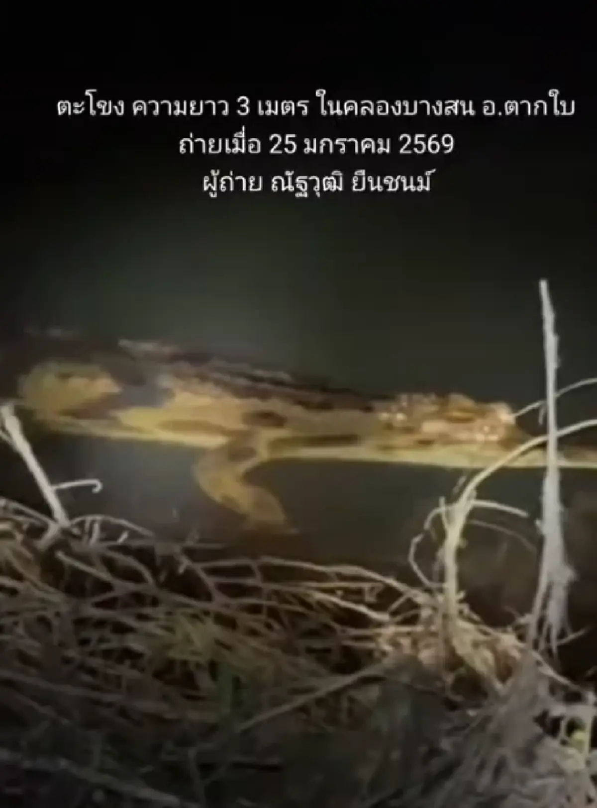 ฮือฮา พบสัตว์หายาก ในธรรมชาติครั้งแรกในไทย หลังเชื่อว่าสูญพันธุ์