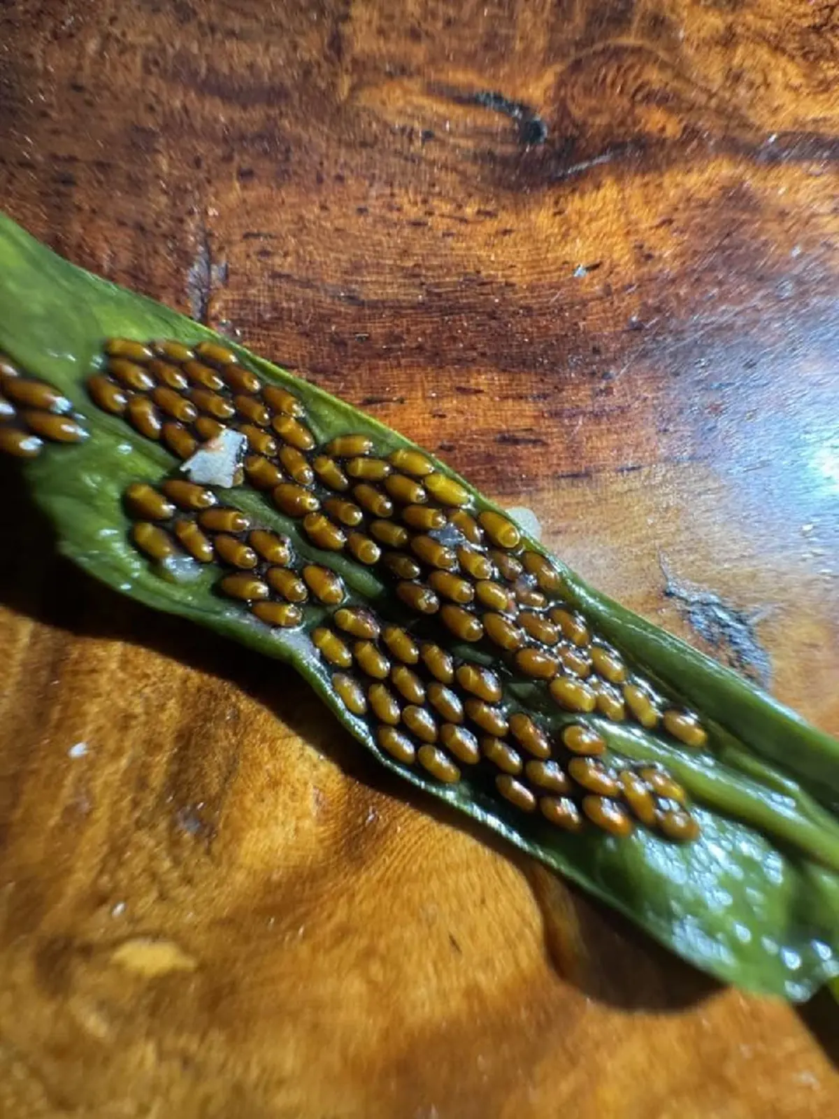 ขนหัวลุก "ไข่ปริศนา" ในผักบุ้ง ล่าสุด รู้แล้ว มันคือตัวอะไร