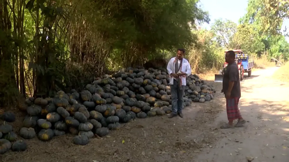 ฟักทองสกลนครราคาดิ่งหนัก เกษตรกรโอดหนัก วอนเร่งหาทางออก