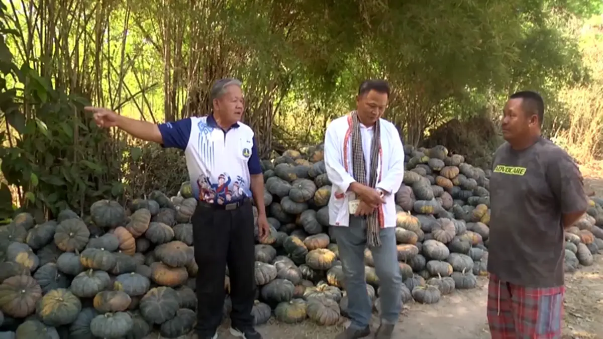 ฟักทองสกลนครราคาดิ่งหนัก เกษตรกรโอดหนัก วอนเร่งหาทางออก