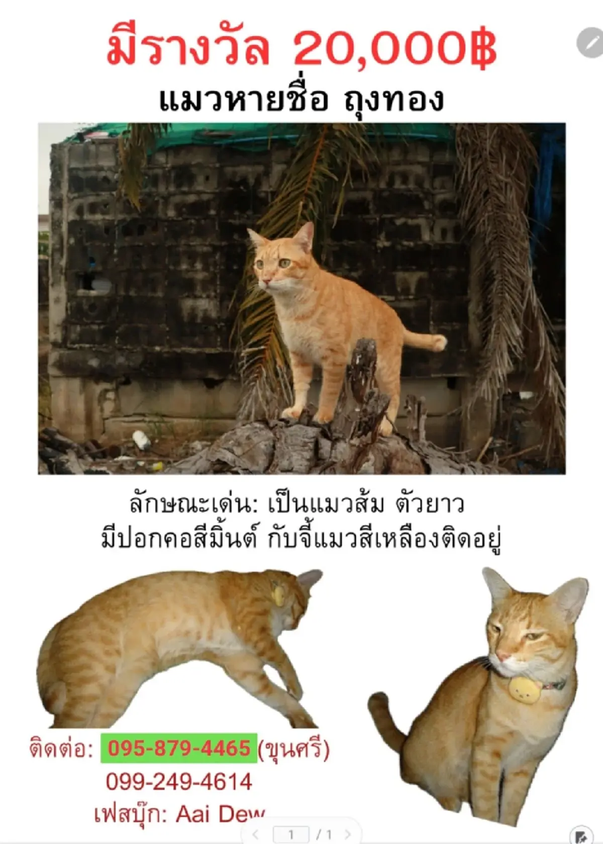 เจ้าของประกาศตามหา "ถุงทอง" ทุ่มรางวัล 1 แสน ขอให้พาน้องกลับบ้าน