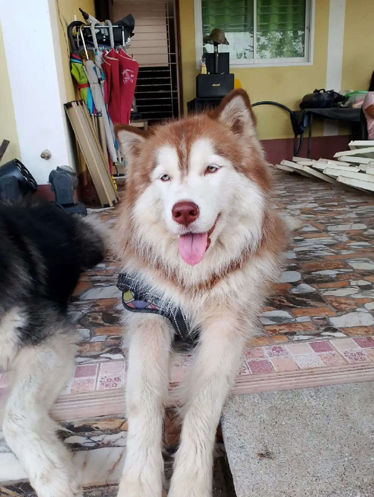 ในหลวง ร.10 ทรงพระเมตตา น้องมอลลี่ รับไว้ในพระบรมราชานุเคราะห์