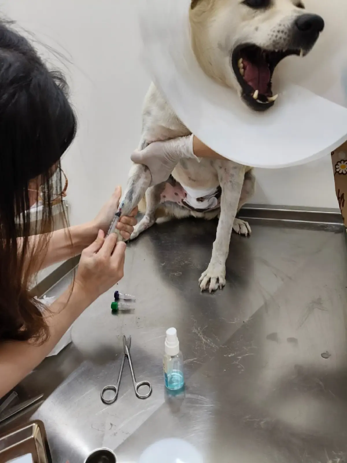 แฉสนั่น ส่งหมารักษามะเร็งคลินิกเอกชน สุดท้ายโผล่คอกพักพิงหมาจร