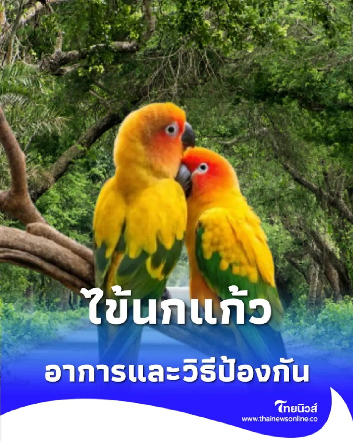 ไทยพบผู้ป่วย ไข้นกแก้ว รายแรก ดีอี-สาธารณสุขยัน พบจริง